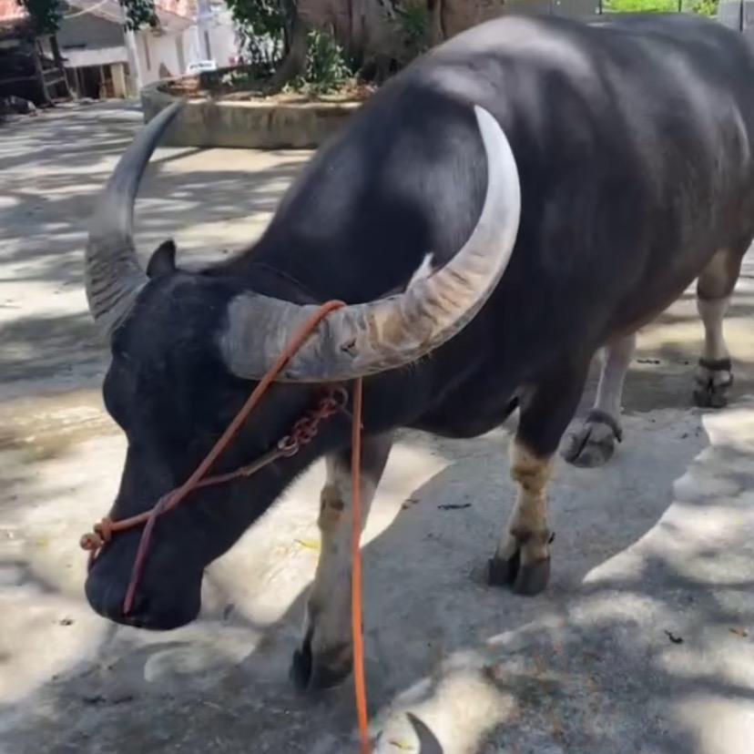 大也是碰🐃