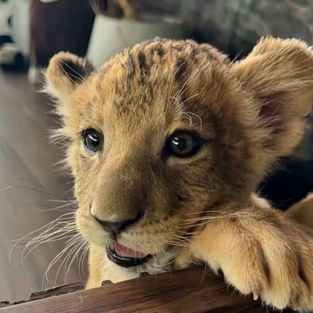 ￴ ￴￴ 没味的糖