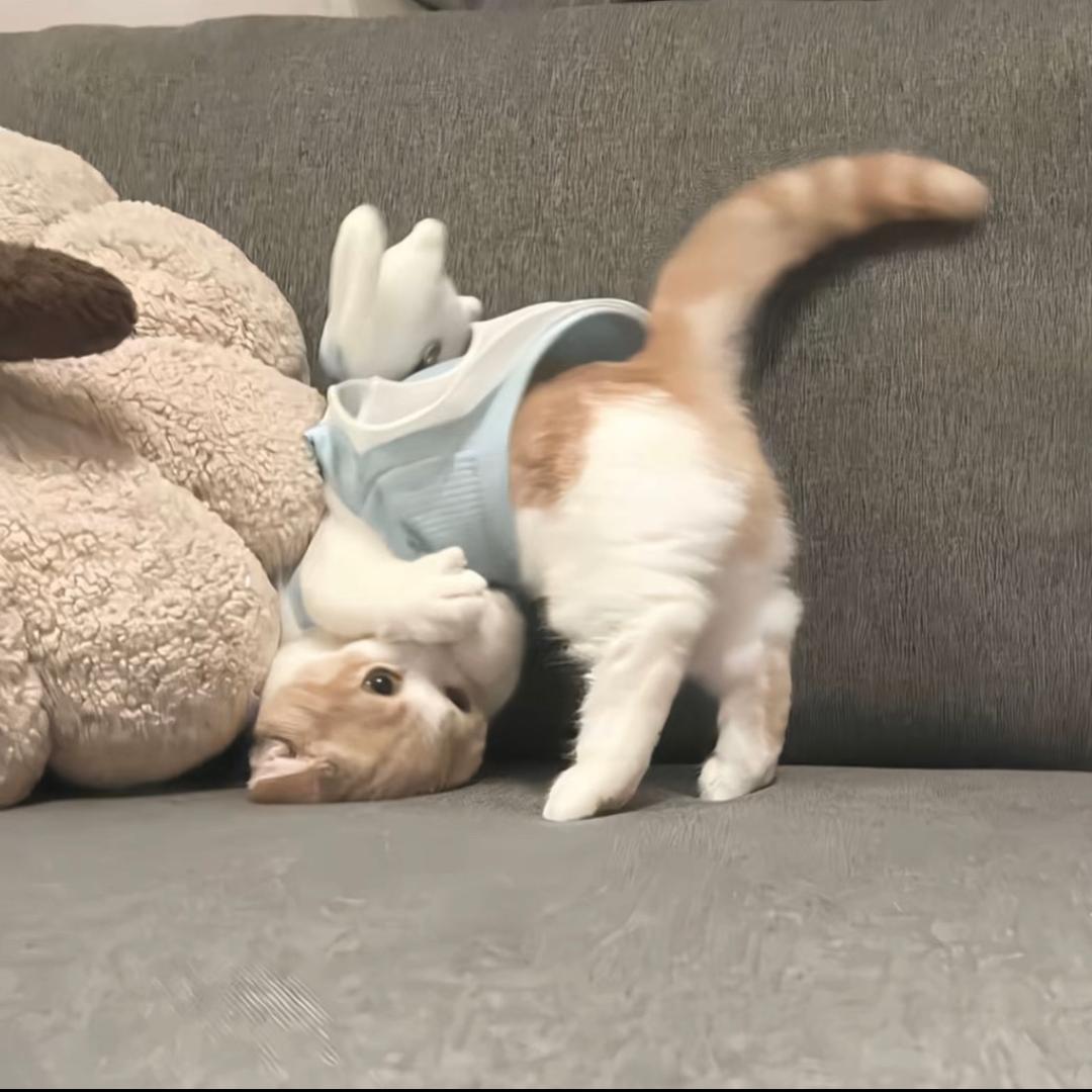 🍑 ㅤㅤㅤㅤㅤㅤㅤㅤㅤㅤ