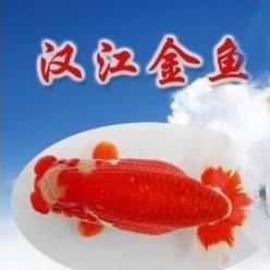 武汉锦麟金鱼