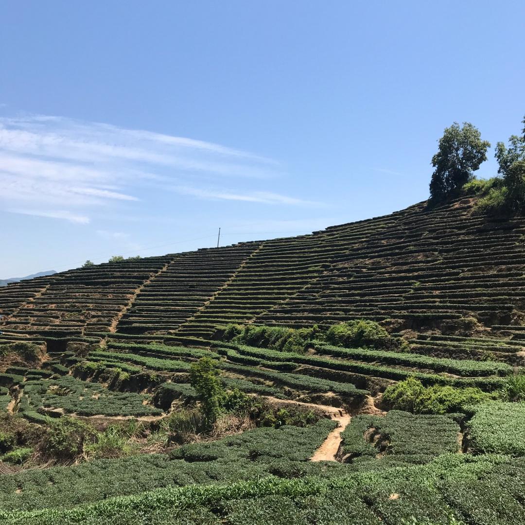 至优优品茶叶庄园