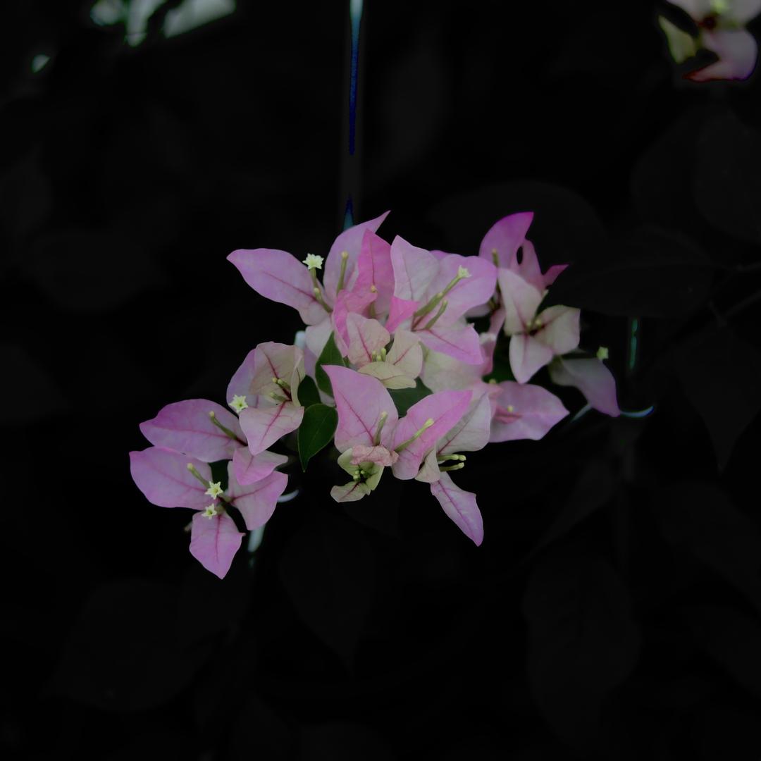 东悦绿植农场
