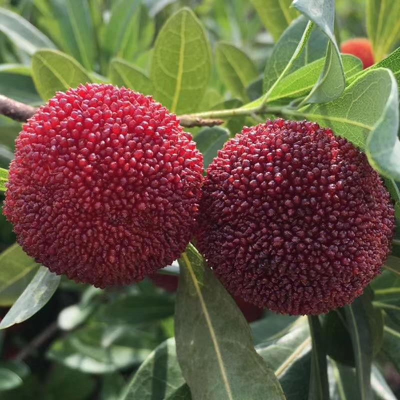 仙居县糖宝水果服饰严选店