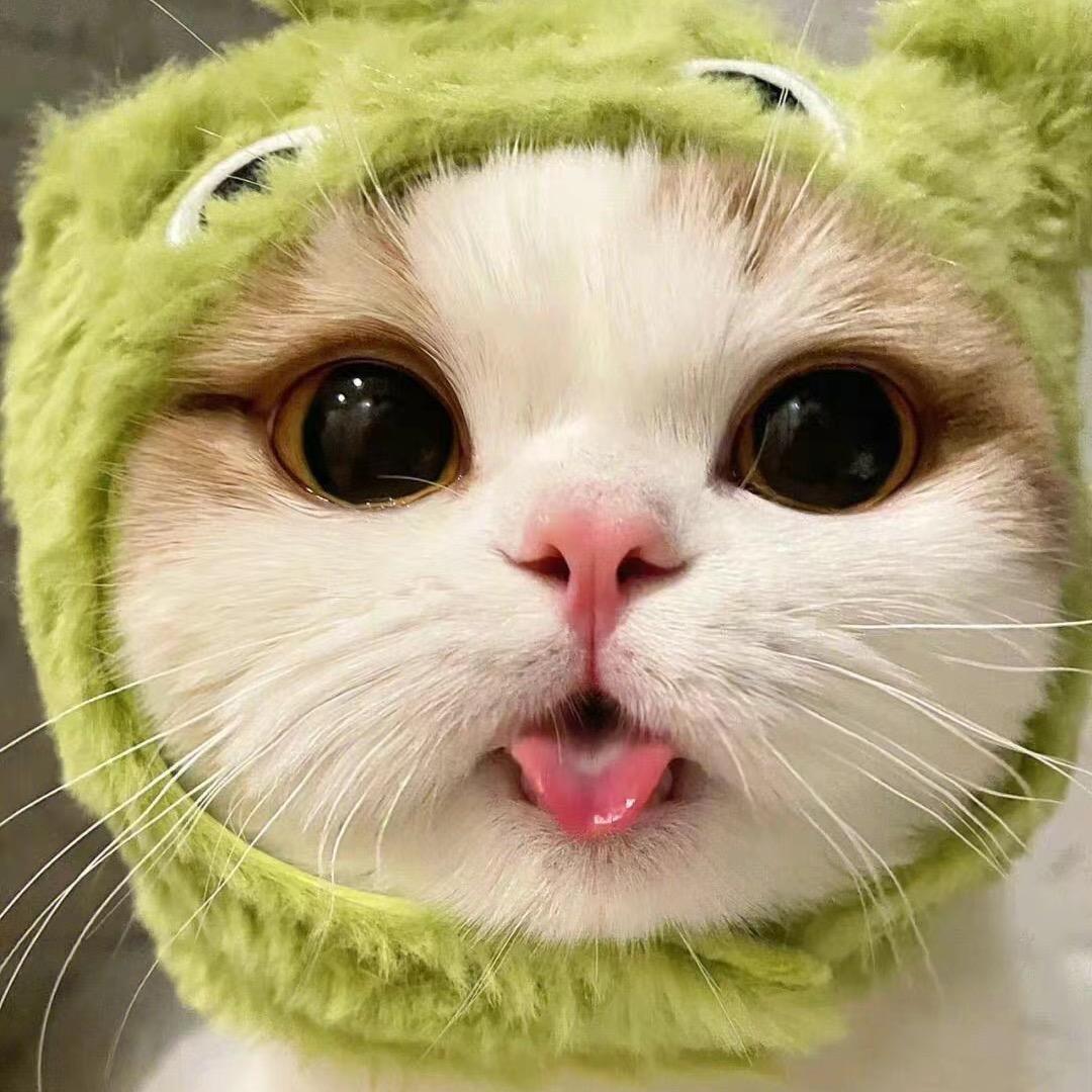 猫咪爱做梦