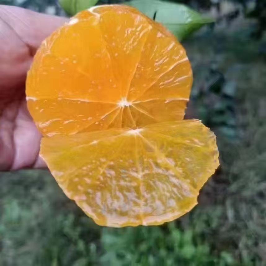 橙子姐姐🧍‍♀️