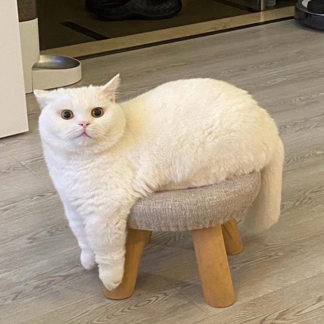 一只困薯