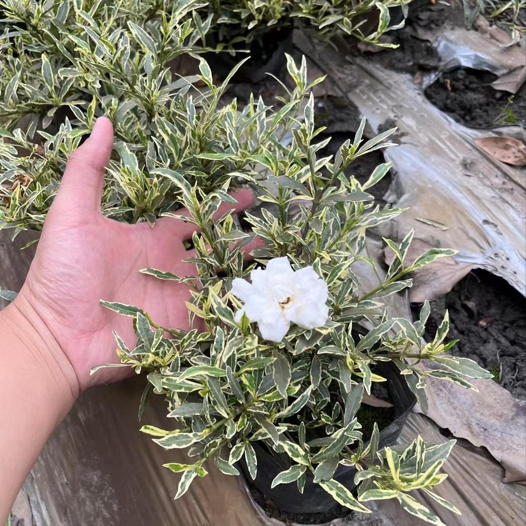 山水瑶花卉