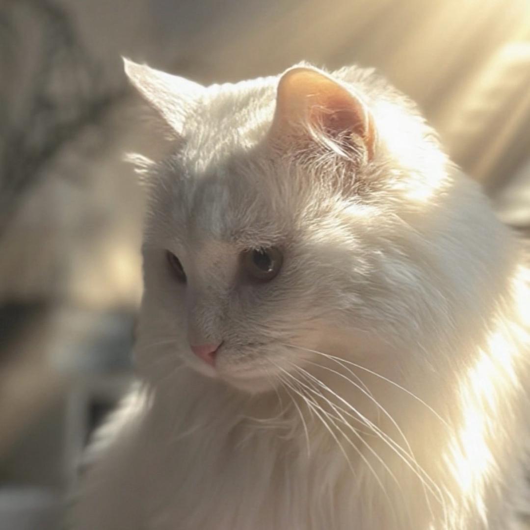 钱小仙养猫记