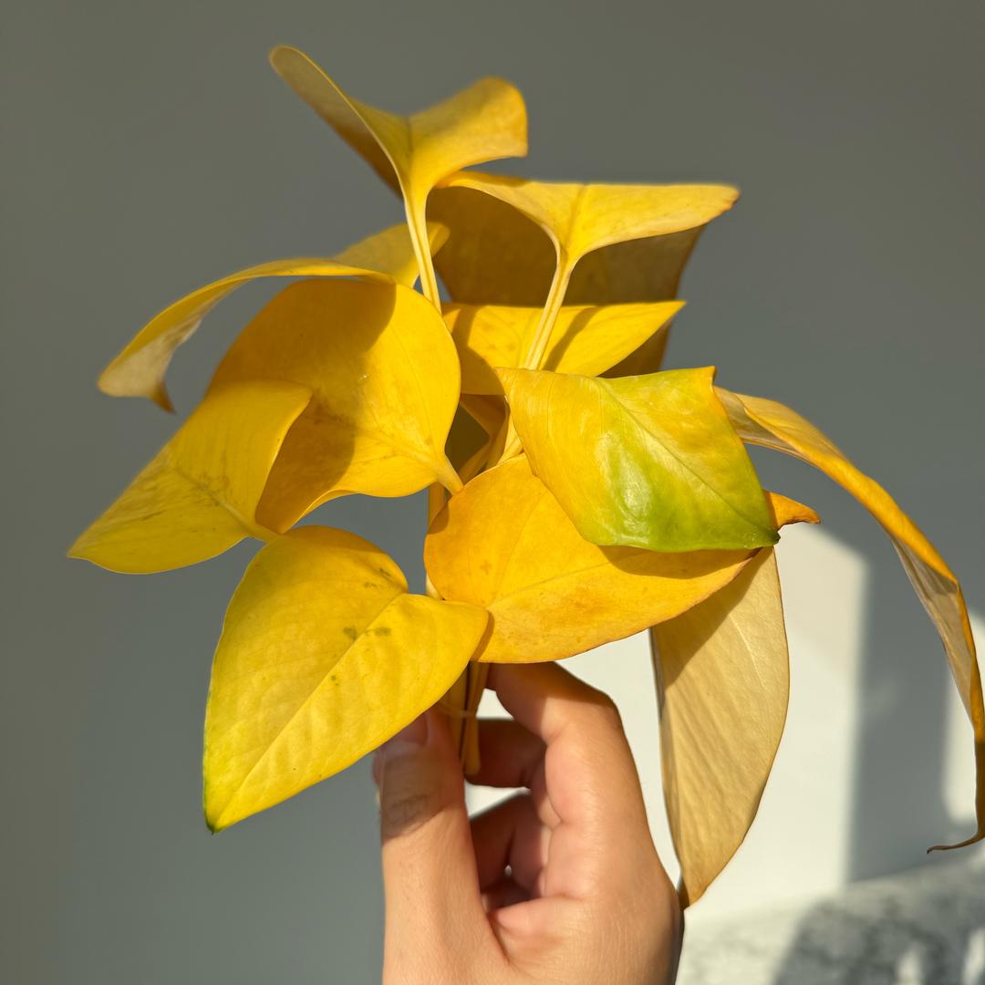 🌫️🌫️🌫️