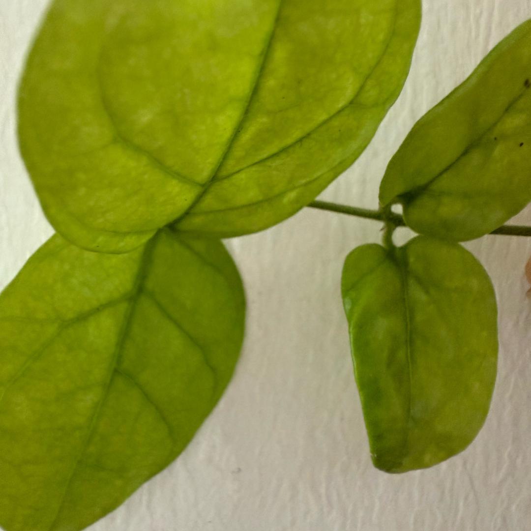 一杯白开水