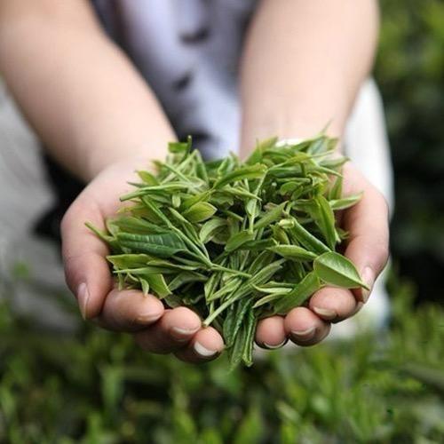 茶多多同学