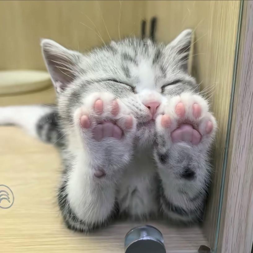 爱吃香菜💤
