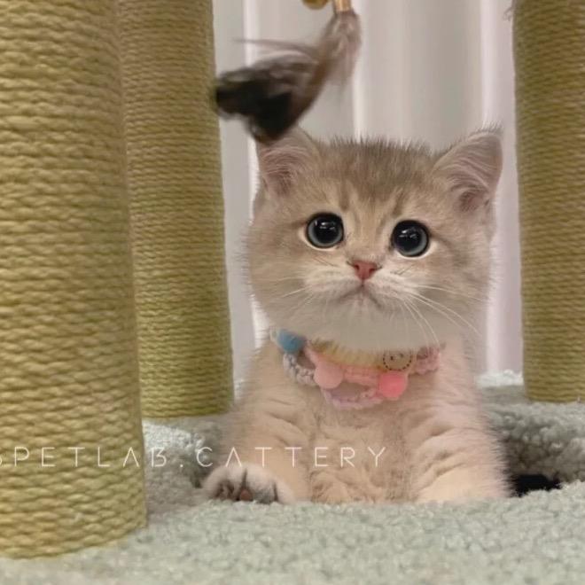 无敌爆龙战士！