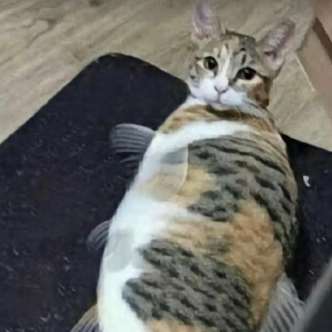 俺4小林（猫猫教）