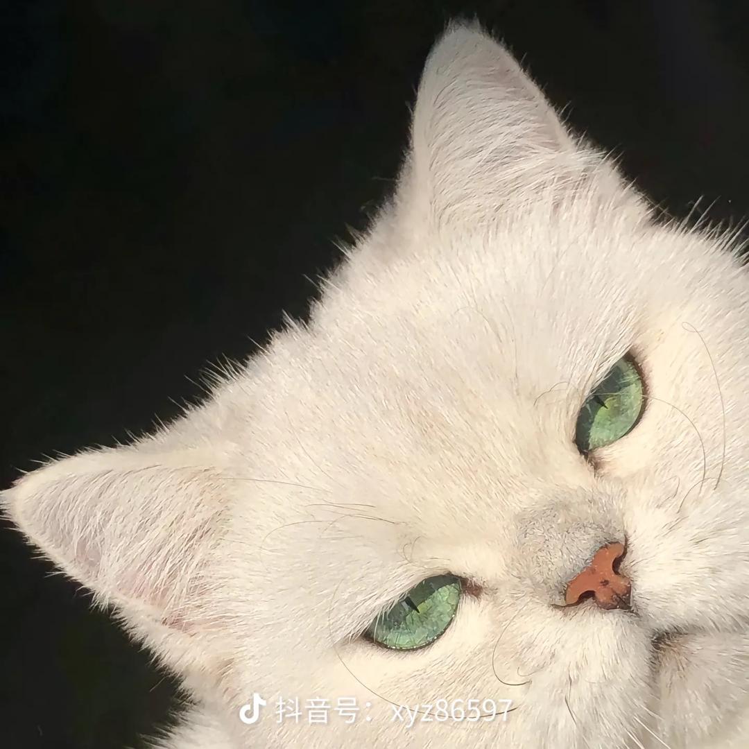 是大金吖🐱