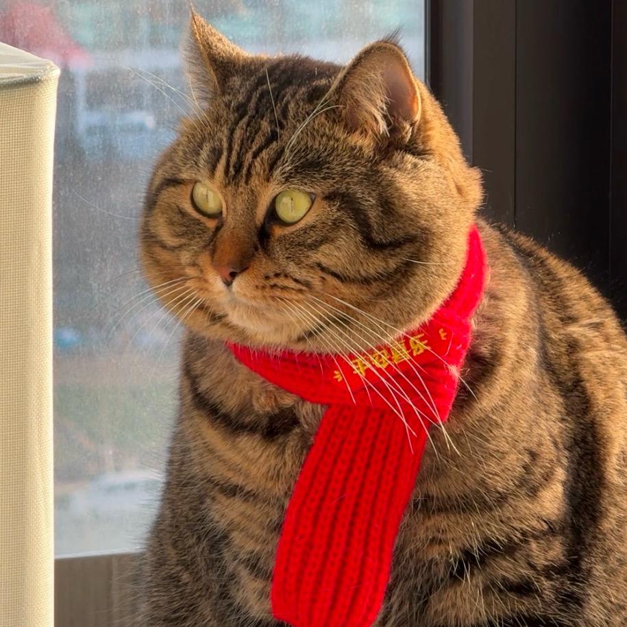 小猫嘎嘎