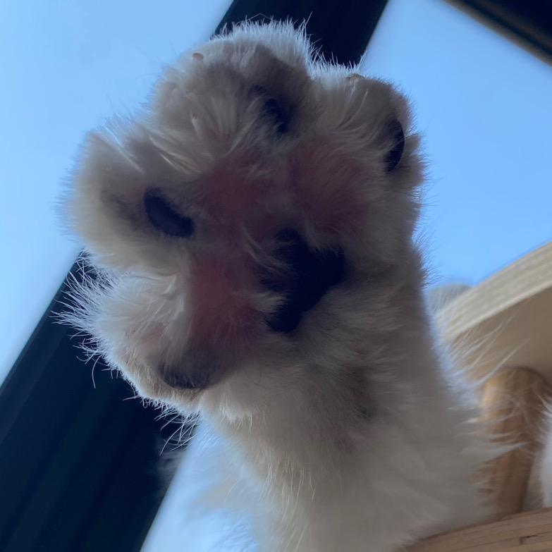 小肉肉的小球球