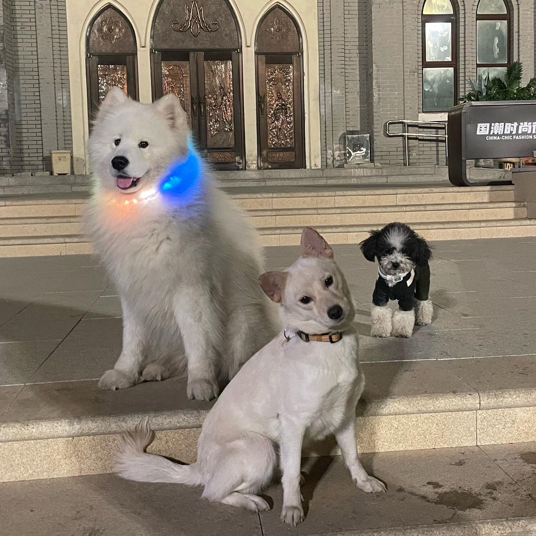 三个毛孩子的故事