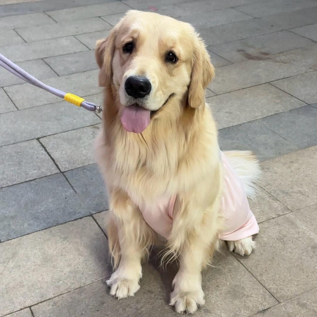 毕卡卡的每一天🐶