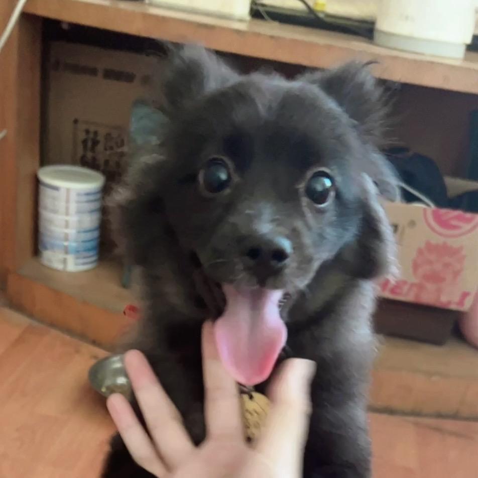 小黑妞
