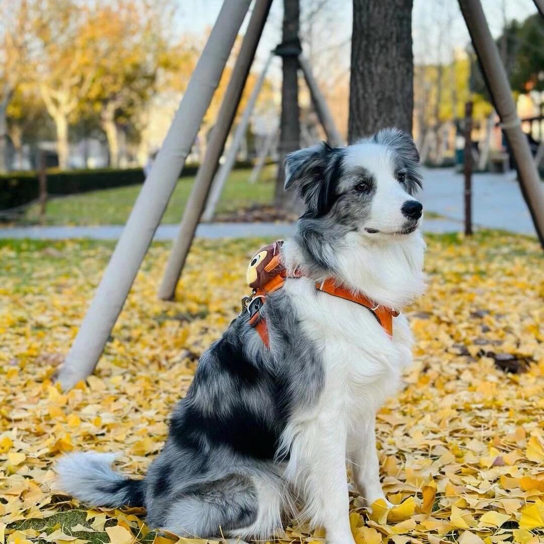 江西三只狗宠物基地