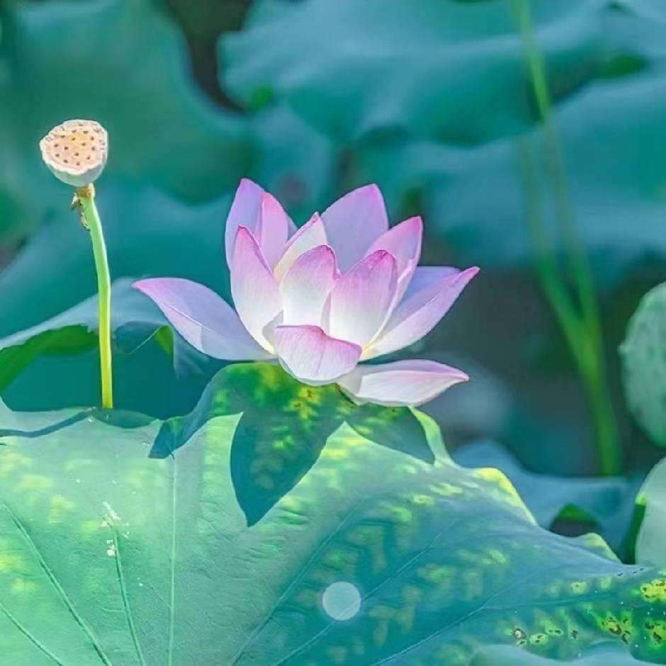 燕子