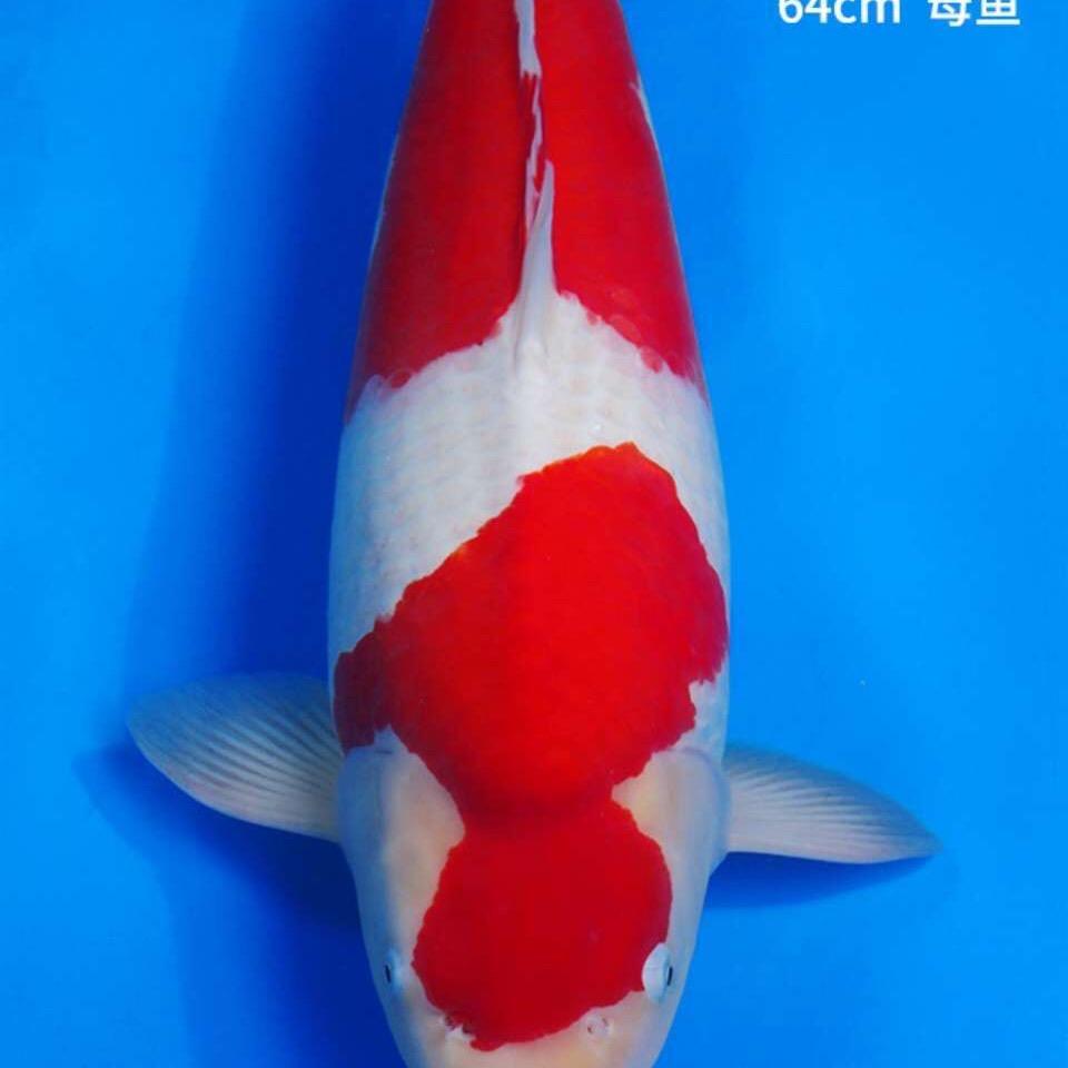赵凡