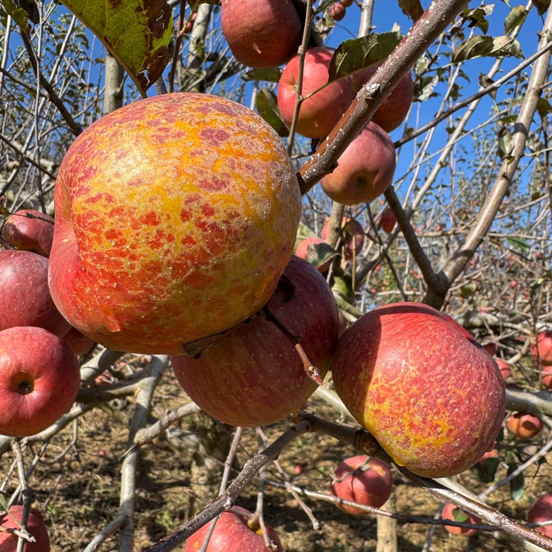 云南昭通丑苹果