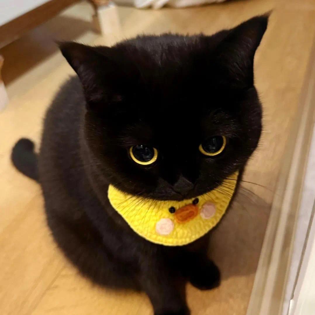 开心小猫