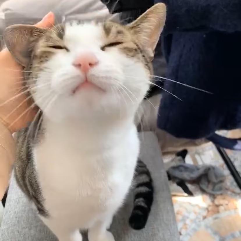 我太胖了我不吃