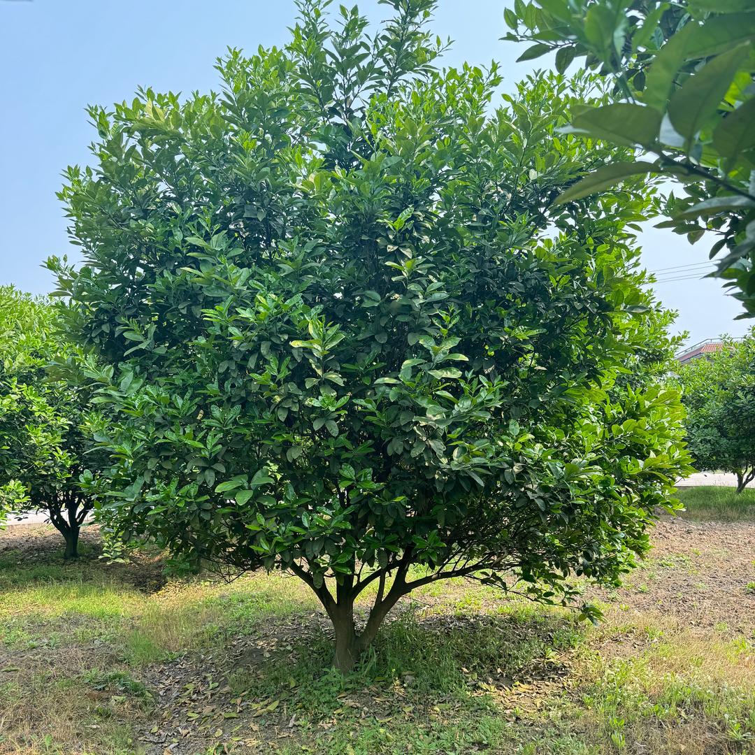 香泡小成