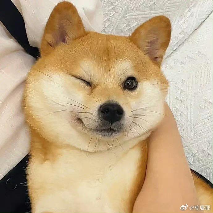 加菲🤪