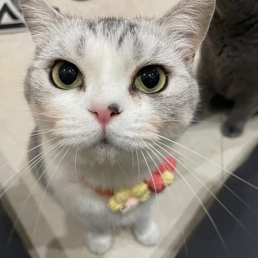 不三不四和五阿哥