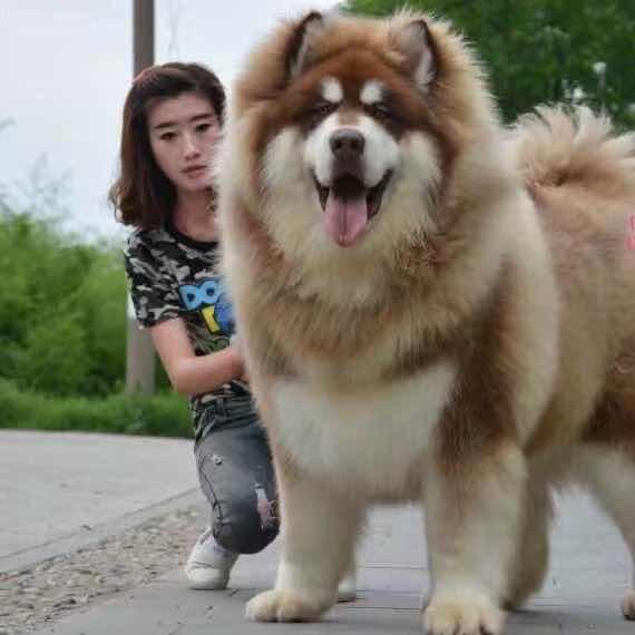 狗市小可爱