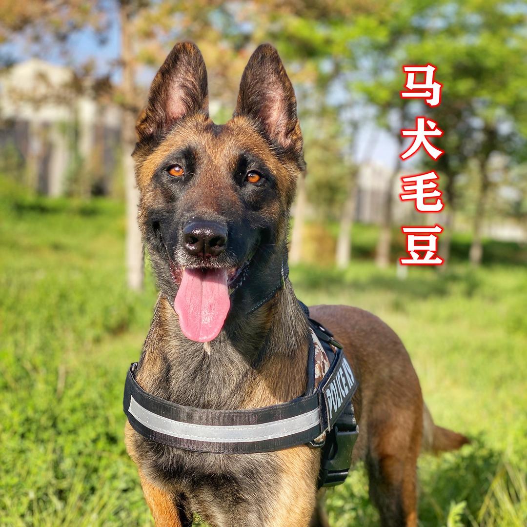 毛豆的影子