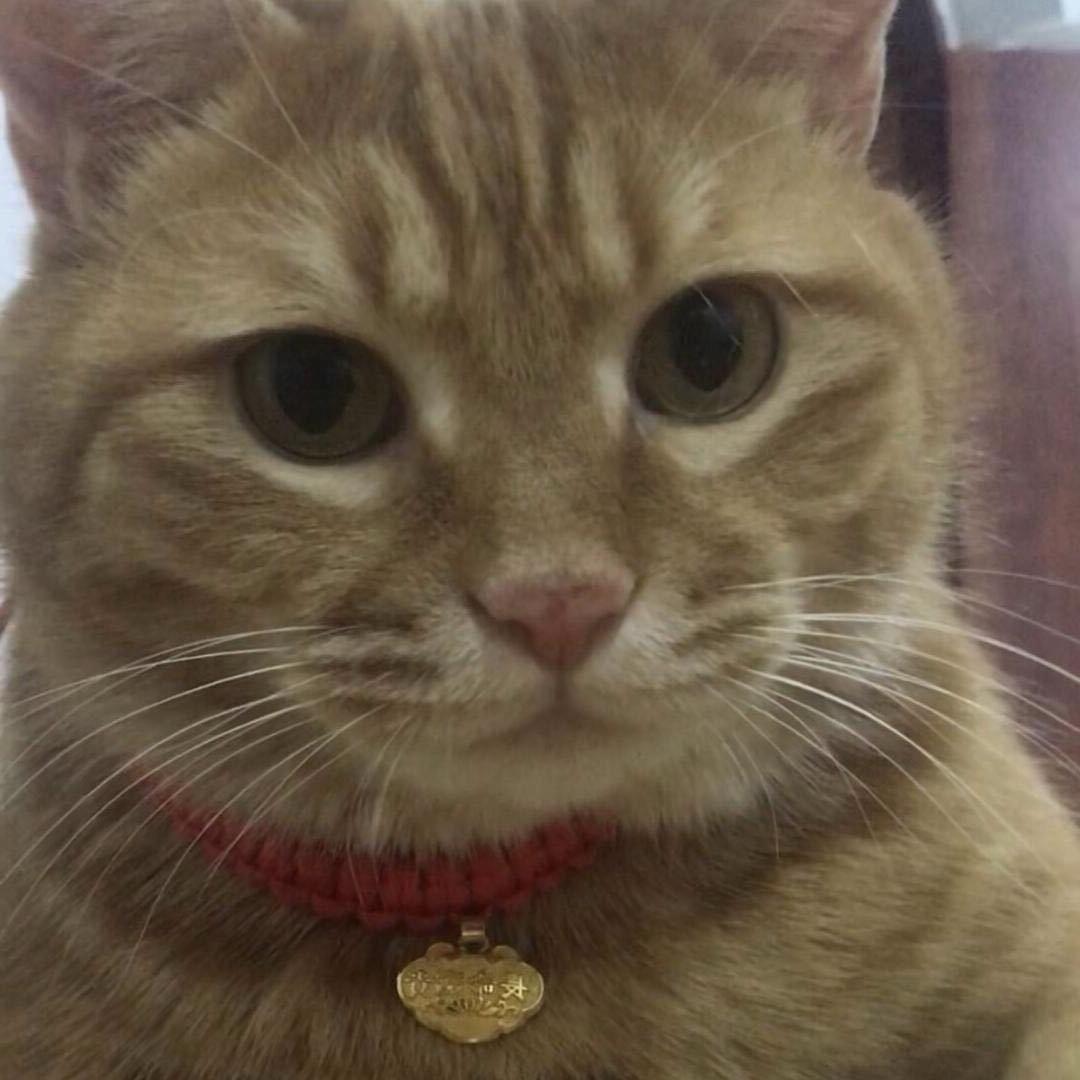 猫中彭于晏