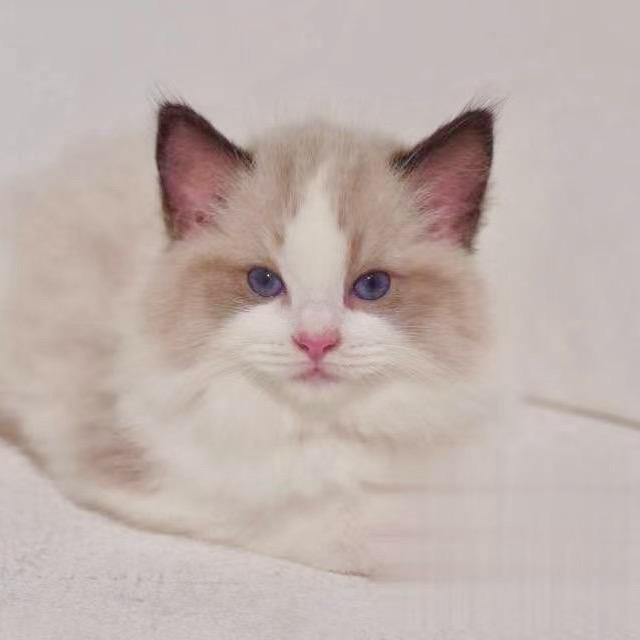 叮当是只布偶猫