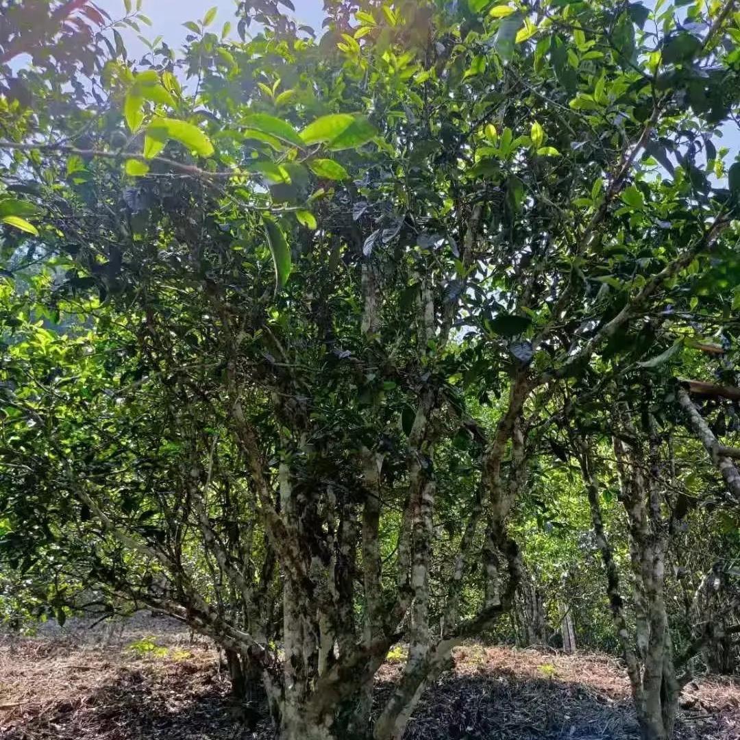 山娃的茶