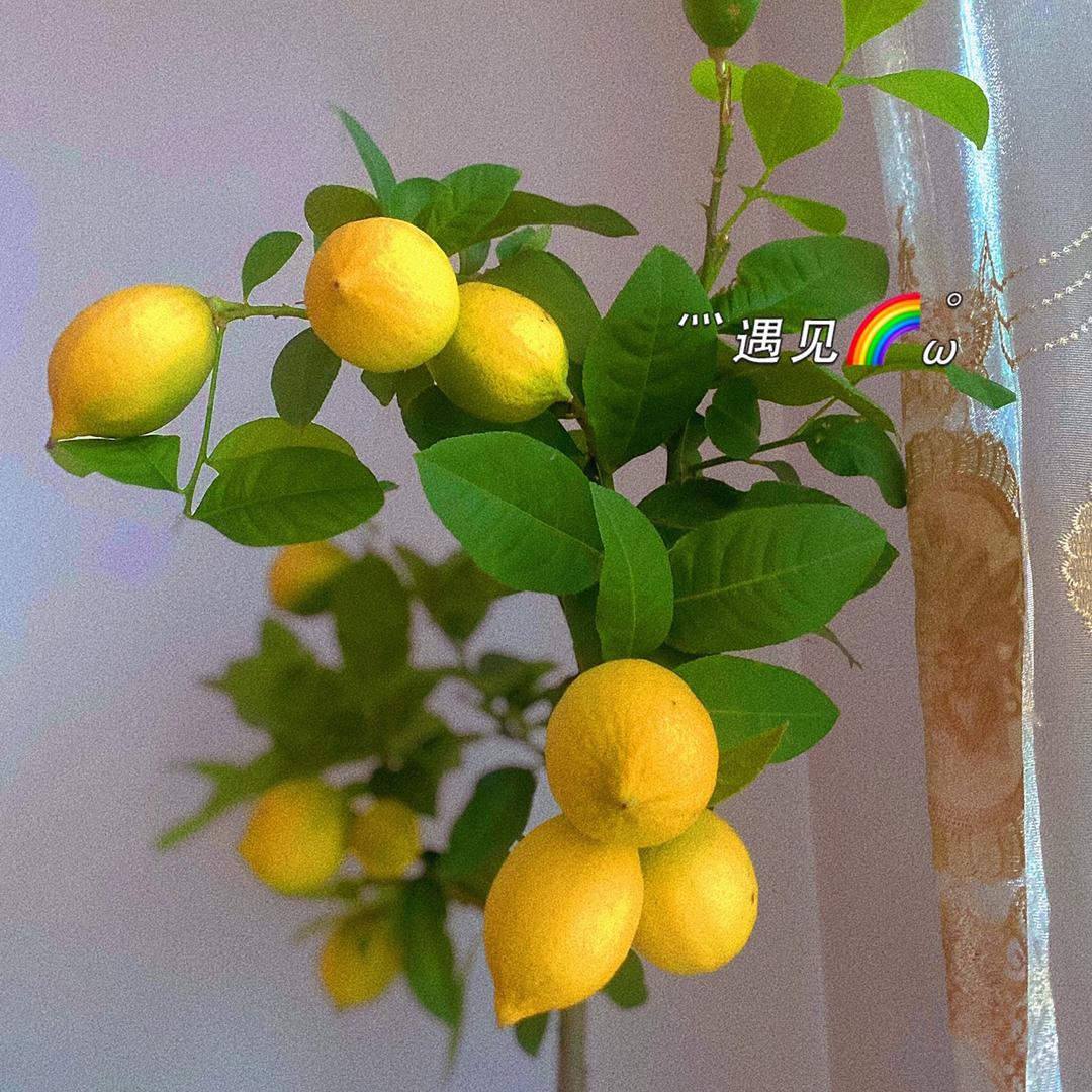 🍋柠檬🍋‍🟩、
