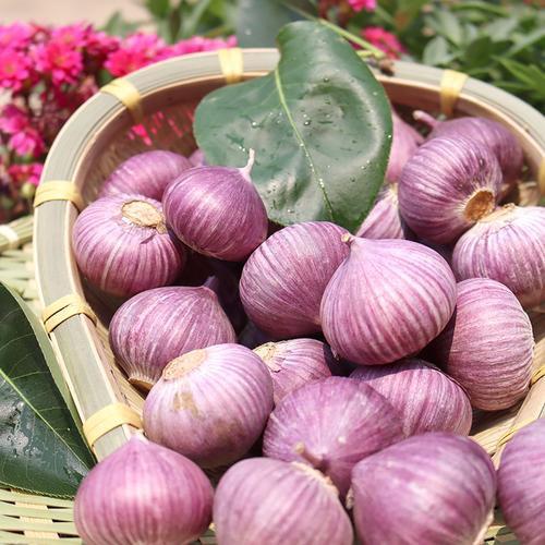 云南紫皮大蒜