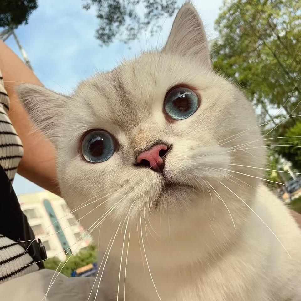 皮皮虾