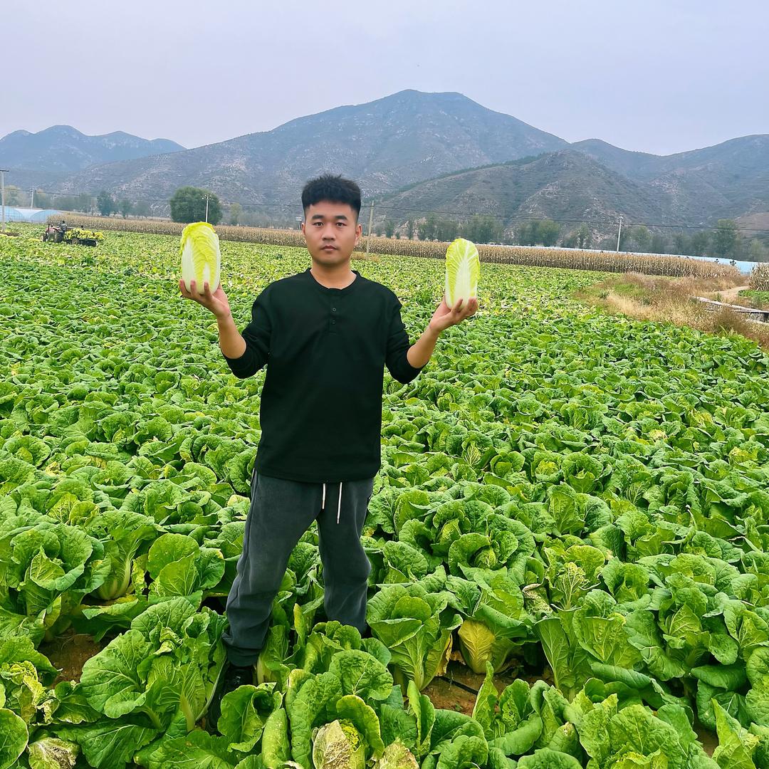阿涛农场供应链