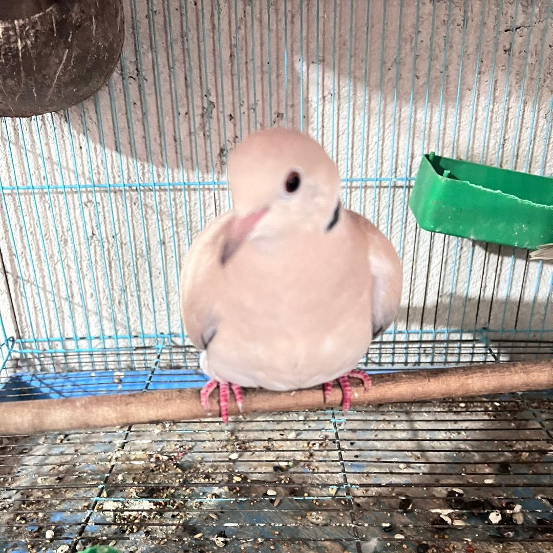 江哥说鸟