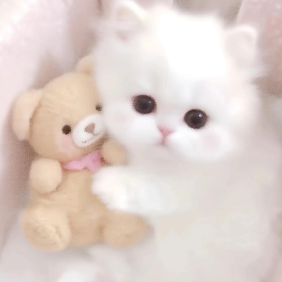 小莓宝宝