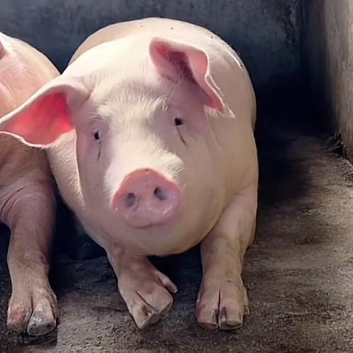 独宠我家臭猪🐷