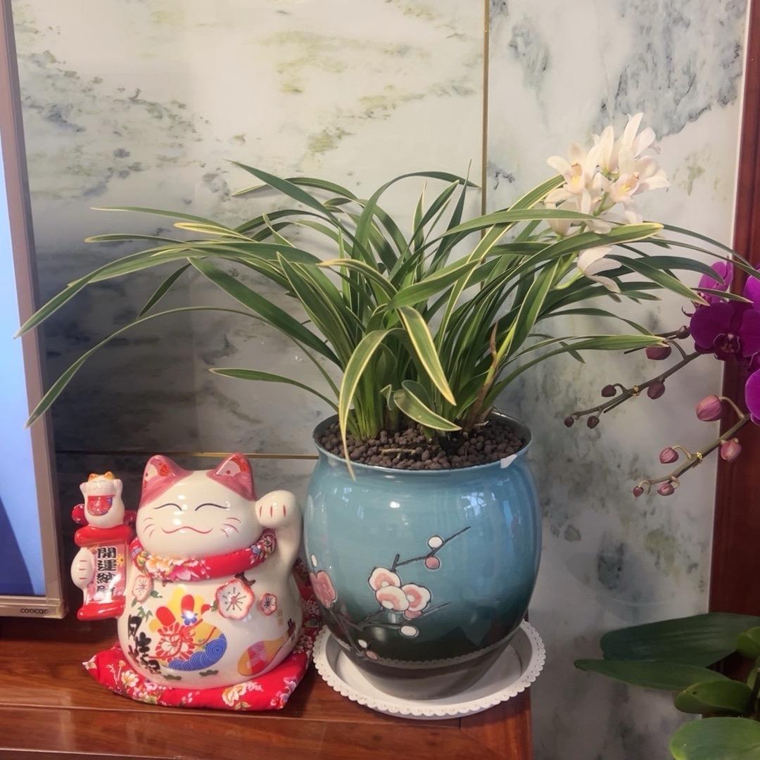 艳秋花卉