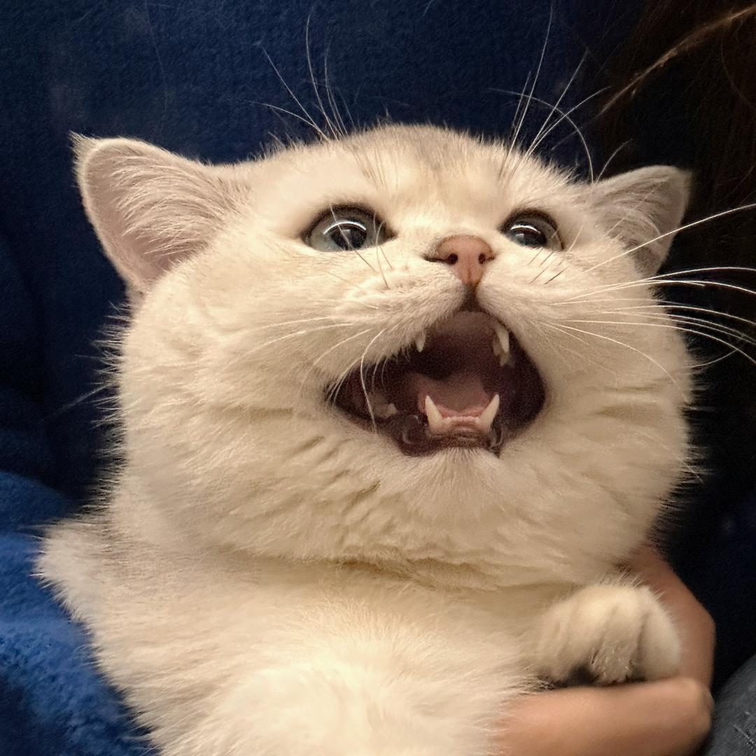 猫不理小猪
