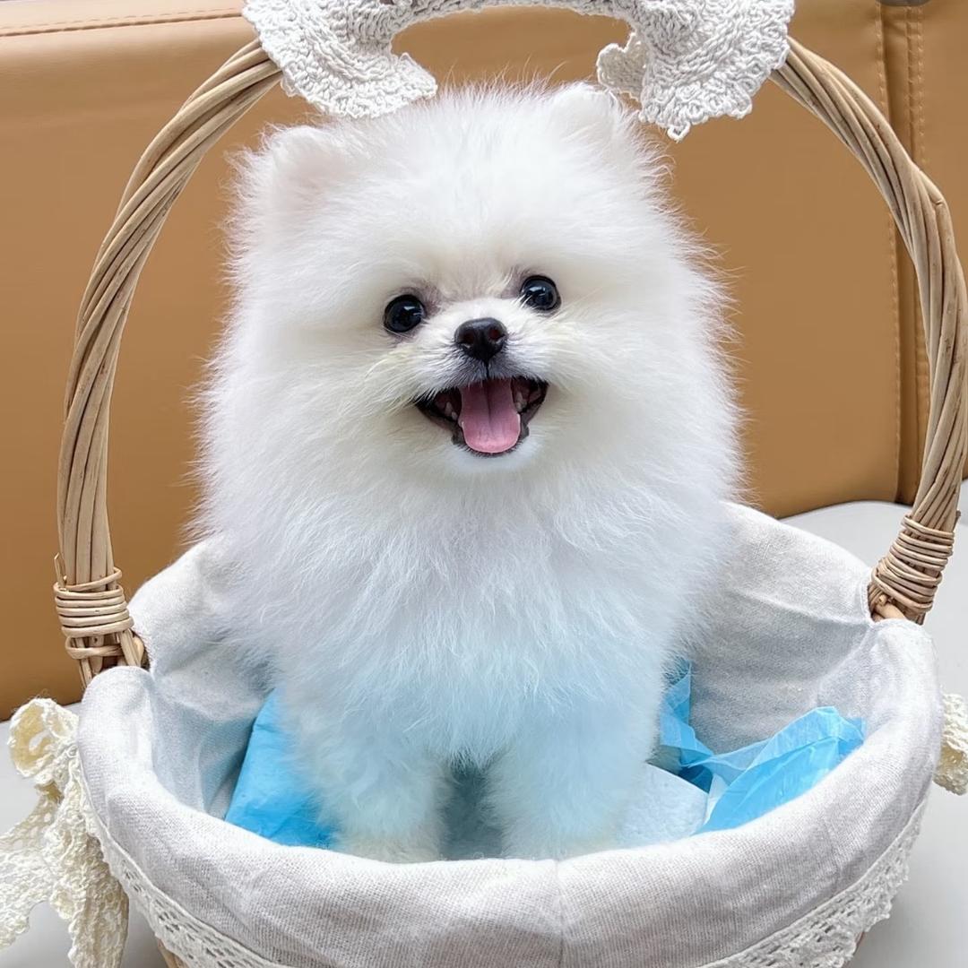 思宇博美比熊萌宠乐园