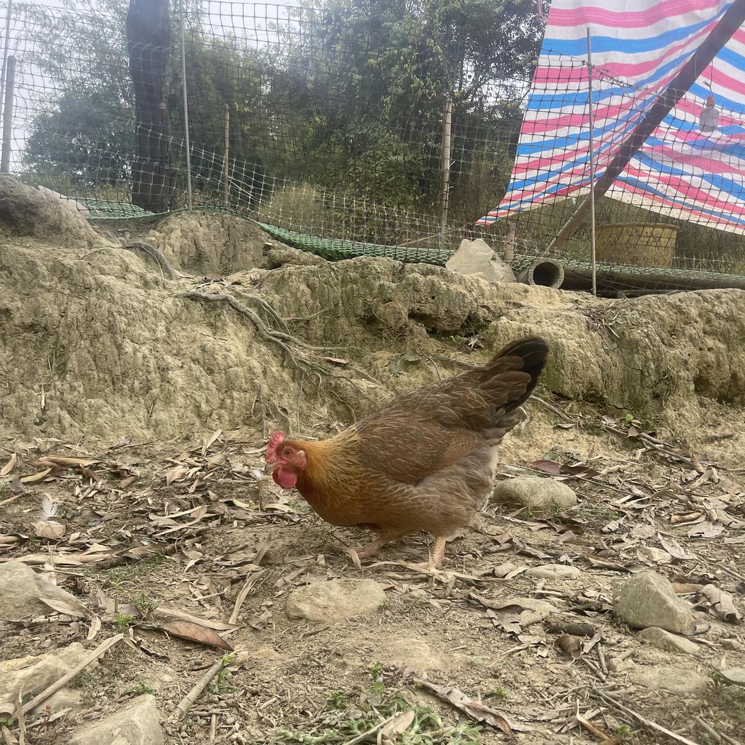 乡村小妹，啊燕