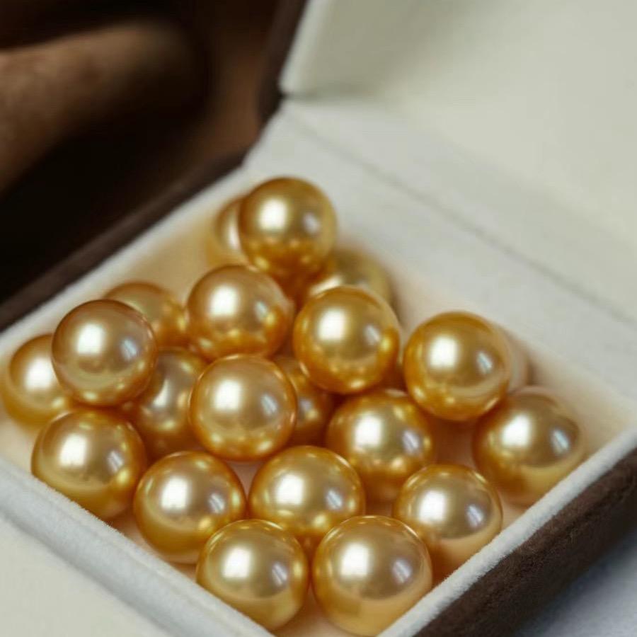 老颜来了母贝批发